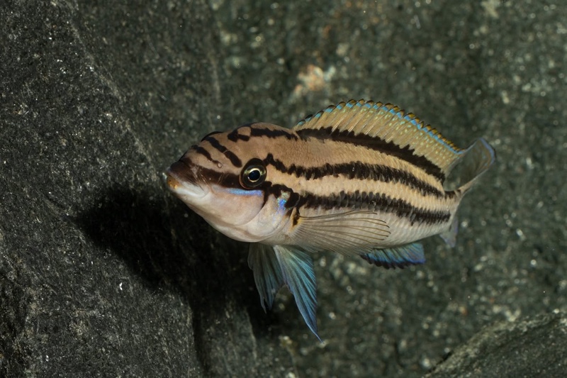 Chalinochromis popelini 'Cape Tembwe'